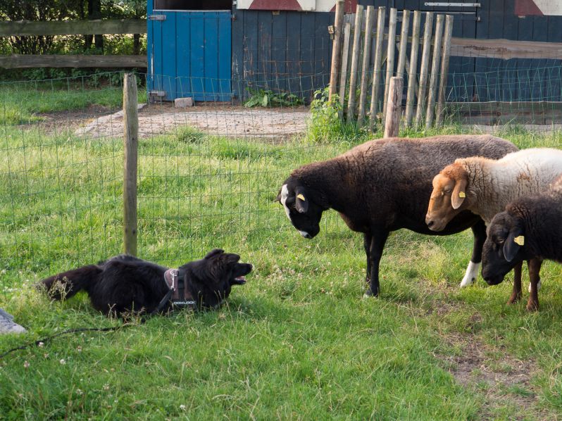 Unsere Lisa in Aktion
Wenn der Admin sich mal nicht um Barone und Webseiten kÃ¼mmert ist er oft mit seinem Hund unterwegs.
