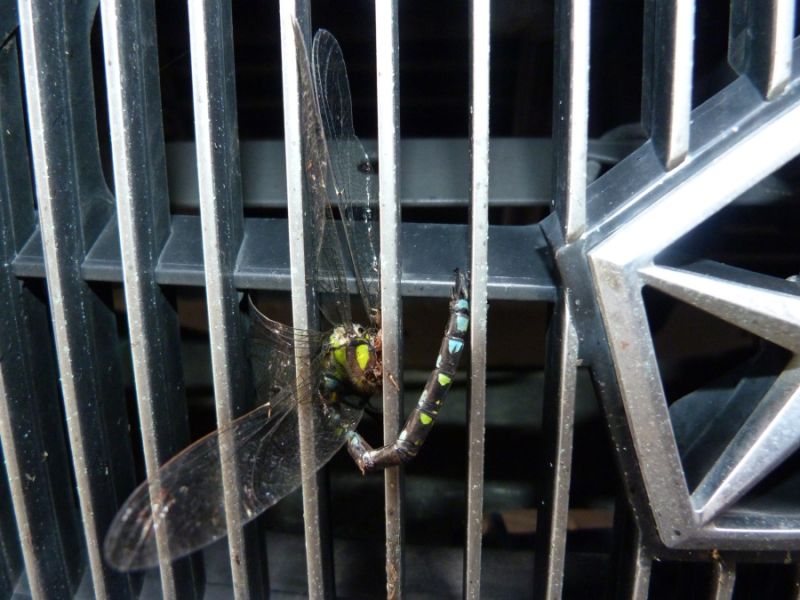 der Killer in uns...
