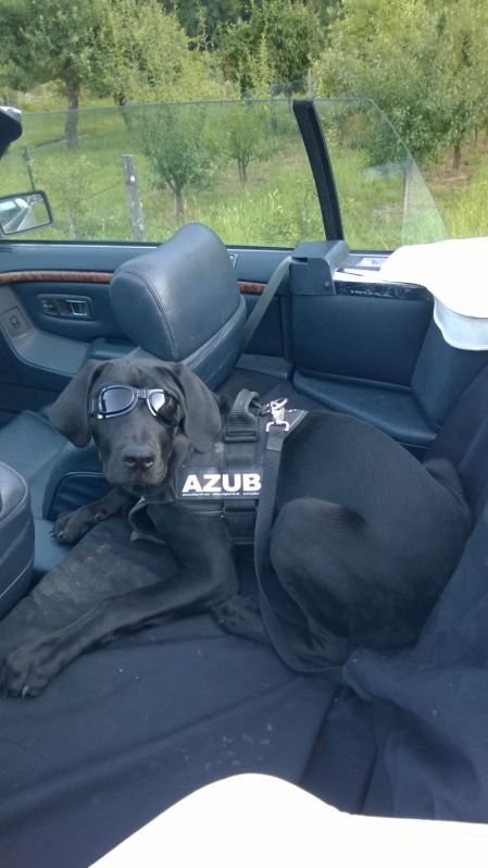 cookie - 8 monate, 72 cm schultermaÃŸ,>40 kg -  nachfolger von bisquit
Schlüsselwörter: cookie - 8 monate, 72 cm schultermaÃŸ,>40 kg -  nachfolger von bisquit